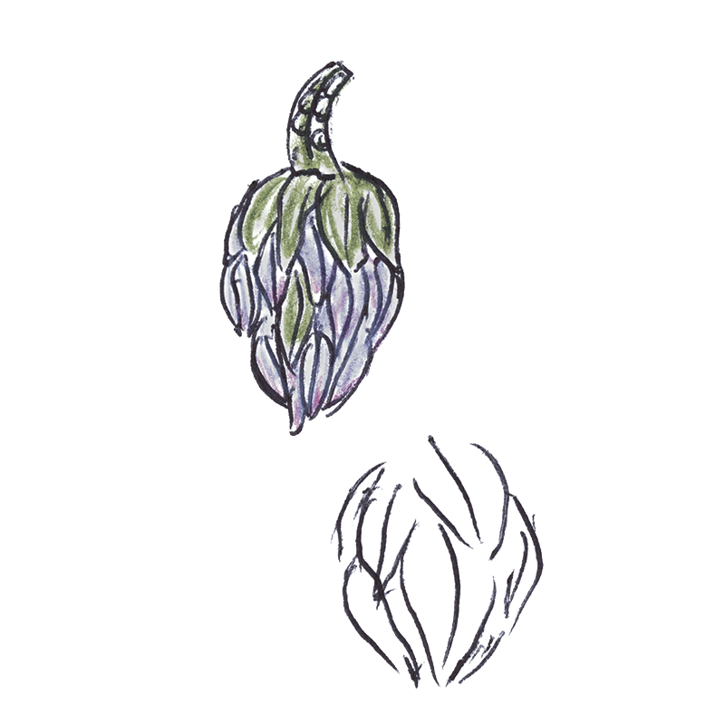 Rhododendron bud as earrings a sketch