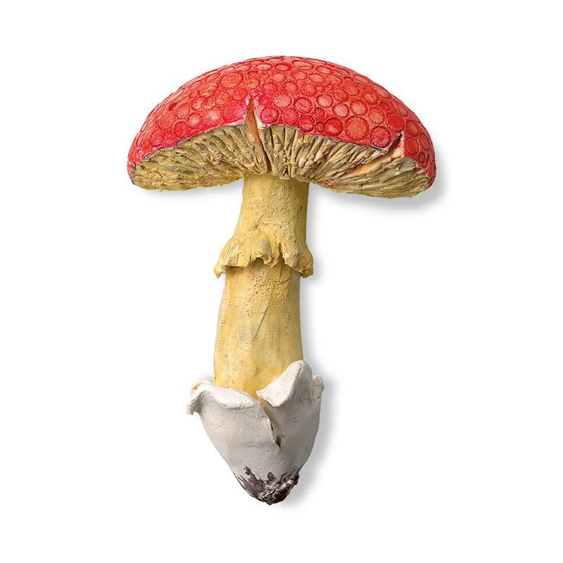 Original mushroom