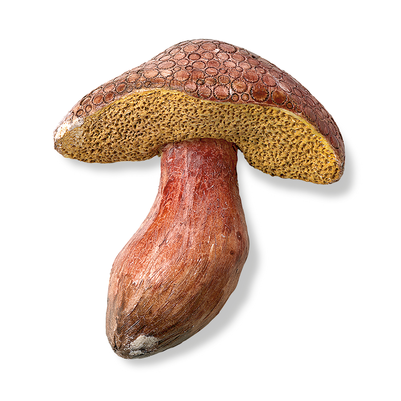 Original mushroom